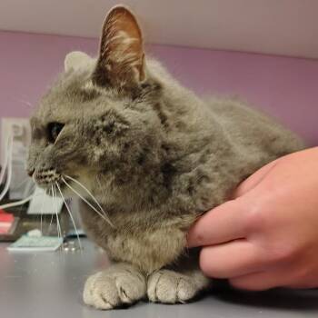 Irene -  Domestic Short Hair Cat for Adoption in Cedar Rapids, Iowa - Irene | PetCurious