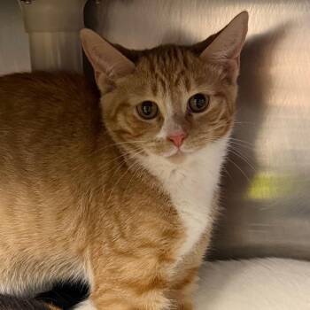 Neptune -  Domestic Short Hair Cat for Adoption in Mentor, Ohio - Neptune | PetCurious