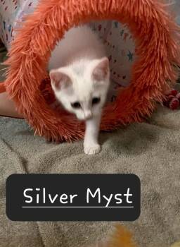 Silver Myst 0237 -  Domestic Short Hair Cat for Adoption in Dallas, Texas - Silver Myst 0237 | PetCurious