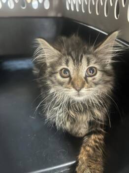Avery -  Domestic Short Hair Cat for Adoption in New Cumberland, West Virginia - Avery | PetCurious