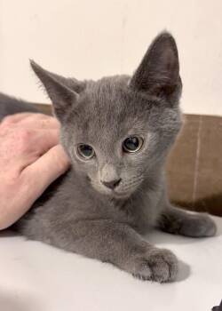Fisticuffs -  Domestic Short Hair Cat for Adoption in Harrisburg, Pennsylvania - Fisticuffs | PetCurious