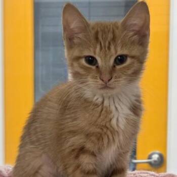 Lays -  Domestic Short Hair Cat Available for Adoption in Voorhees Township, New Jersey - Lays | PetCurious