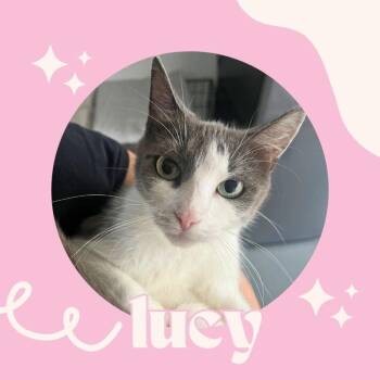 Rescue American Shorthair Cats for Adoption in Port Chester, New York - Lucy | PetCurious