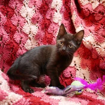 Indy -  Domestic Short Hair Cat for Adoption in Wichita, Kansas - Indy | PetCurious