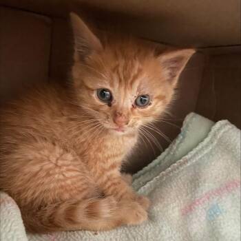Santos FKA Peach -  Domestic Short Hair Cat for Adoption in Philadelphia, Pennsylvania - Santos FKA Peach | PetCurious