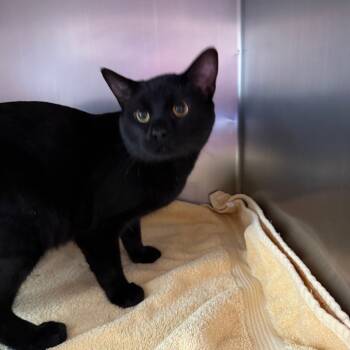 Rescue Domestic Short Hair Cats for Adoption in Council Bluffs, Iowa - Happy Gilmore | PetCurious