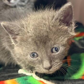 Domestic Short Hair Cats Available for Adoption - Carla Kits 1 | PetCurious