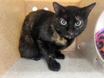 MARJORAM -  Domestic Short Hair Cat for Adoption in Antioch, California - MARJORAM | PetCurious