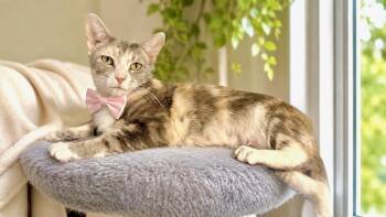 Camellia -  Calico and Tabby Cat for Adoption in Palmetto Bay, Florida - Camellia | PetCurious