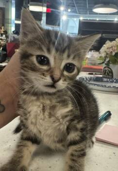 Domestic Short Hair Cats Available for Adoption in St. Cloud, Minnesota - Eva | PetCurious