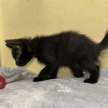 Rescue Domestic Short Hair Cats for Adoption in Mount Vernon, Indiana - Baby 5 | PetCurious