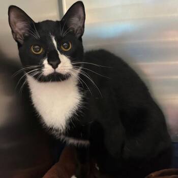 Domestic Short Hair Cats Available for Adoption in East Hanover, New Jersey - Lucas | PetCurious