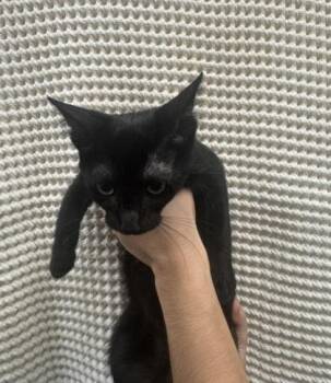 Chichi -  Domestic Short Hair Cat for Adoption in Honolulu, Hawaii - Chichi | PetCurious