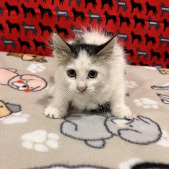 Wasabi -  Domestic Long Hair Cat for Adoption in Washburn, Missouri - Wasabi | PetCurious