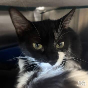 Burlina -  Domestic Short Hair Cat for Adoption in Washington, District Of Columbia - Burlina | PetCurious