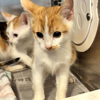 Domestic Short Hair Cats Available for Adoption in Belleville, Illinois - Burrito | PetCurious