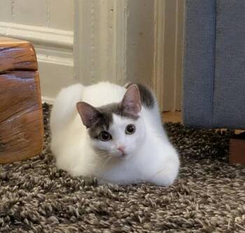 Domestic Short Hair Cats Available for Adoption - Dove (meet Me In Foster Care!) | PetCurious
