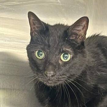 Shadow -  Domestic Short Hair Cat for Adoption in Golden, Colorado - Shadow | PetCurious