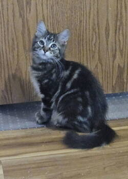 Rescue Domestic Long Hair Cats for Adoption in Minneapolis, Minnesota - Alex C4693 | PetCurious