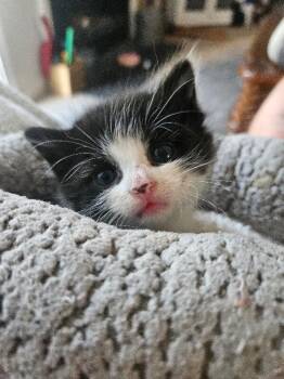 Yank -  Domestic Medium Hair Cat for Adoption in Disputanta, Virginia - Yank | PetCurious