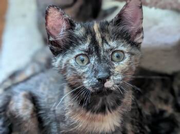 Zev -  Tortoiseshell and Dilute Tortoiseshell Cat Available for Adoption in UNIVERSITY PA, Maryland - Zev | PetCurious
