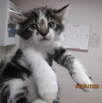 Domestic Medium Hair Cats Available for Adoption - (689) | PetCurious