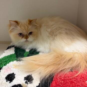 Himalayan Cats Available for Adoption in Floresville, Texas - Lotus | PetCurious