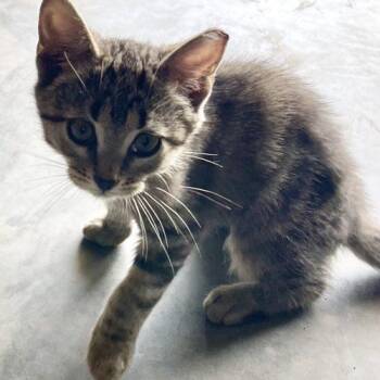 Bonnie and Cali -  Domestic Short Hair Cat for Adoption in Seven Valleys, Pennsylvania - Bonnie And Cali | PetCurious