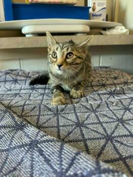 Hink -  Domestic Short Hair Cat for Adoption in Marion, Ohio - Hink | PetCurious
