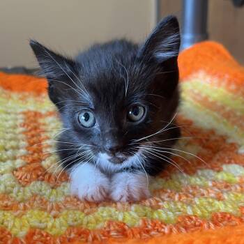 Pomegranate -  Domestic Short Hair Cat Available for Adoption in Wadena, Minnesota - Pomegranate | PetCurious
