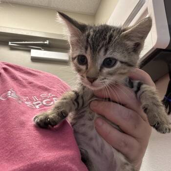 Domestic Short Hair Cats Available for Adoption in Tulsa, Oklahoma - Madam Meow | PetCurious