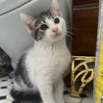 Rescue Domestic Short Hair Cats for Adoption in Costa Mesa, California - Phernia | PetCurious