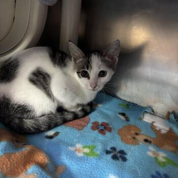 Domestic Short Hair Cats Available for Adoption - Corazon | PetCurious