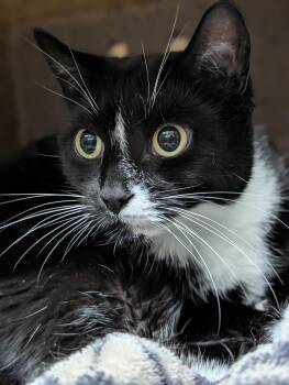 Salisbury -  Domestic Short Hair Cat for Adoption in Plainfield, New Jersey - Salisbury | PetCurious