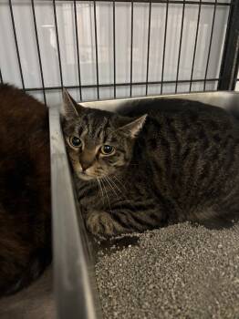 Rescue Domestic Short Hair Cats for Adoption in Algona, Iowa - JESSICA | PetCurious