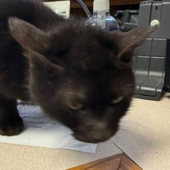 Rescue Domestic Medium Hair Cats for Adoption in Bentonville, Arkansas - Summer | PetCurious