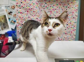 Rescue Domestic Short Hair Cats for Adoption in Maumee, Ohio - Abbott | PetCurious