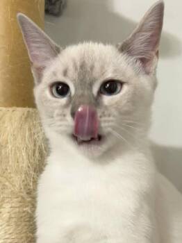 Cotton Ball -  American Shorthair Cat for Adoption in Greenville, South Carolina - Cotton Ball | PetCurious
