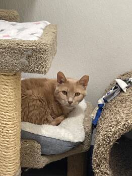 Sonny Tag 643 -  Domestic Short Hair Cat for Adoption in Central Islip, New York - Sonny Tag 643 | PetCurious