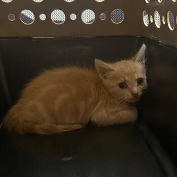 Capri -  Domestic Short Hair Cat for Adoption in Charlottesville, Virginia - Capri | PetCurious