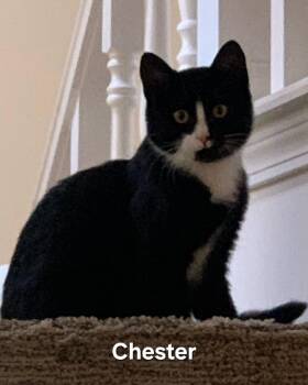 Rescue Domestic Short Hair Cats for Adoption in Cleveland, Ohio - Chester | PetCurious