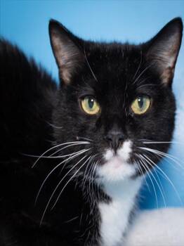 Domestic Short Hair Cats Available for Adoption in Boston, Massachusetts - CATTYWAMPUS | PetCurious