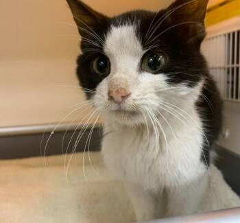 Phooey -  Domestic Short Hair Cat Available for Adoption - Phooey | PetCurious