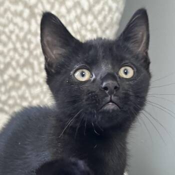 Domestic Short Hair Cats Available for Adoption in Pontiac, Michigan - Jet | PetCurious