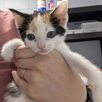 Peppermint -  Domestic Short Hair Cat for Adoption in Indianapolis, Indiana - Peppermint | PetCurious