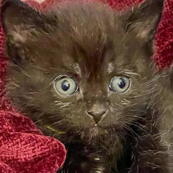 Domestic Short Hair Cats Available for Adoption in Natick, Massachusetts - Java | PetCurious