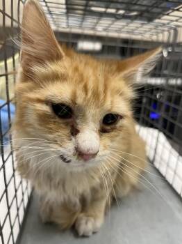 Domestic Medium Hair Cats Available for Adoption in Las Vegas, Nevada - SODA POP | PetCurious