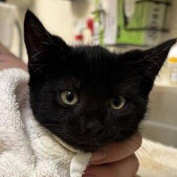Spider-Noir -  Domestic Short Hair Cat for Adoption in Asheville, North Carolina - Spider-Noir | PetCurious