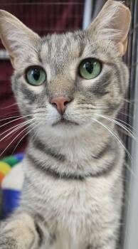 Outlaws - Parole - GREAT CAT BUDDY -  Domestic Short Hair Cat for Adoption in Jefferson, New Jersey - Outlaws - Parole - GREAT CAT BUDDY | PetCurious