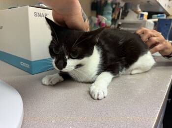 Rescue Domestic Short Hair Cats for Adoption in Salisbury, Maryland - Fortunate | PetCurious